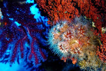 diving center favignana